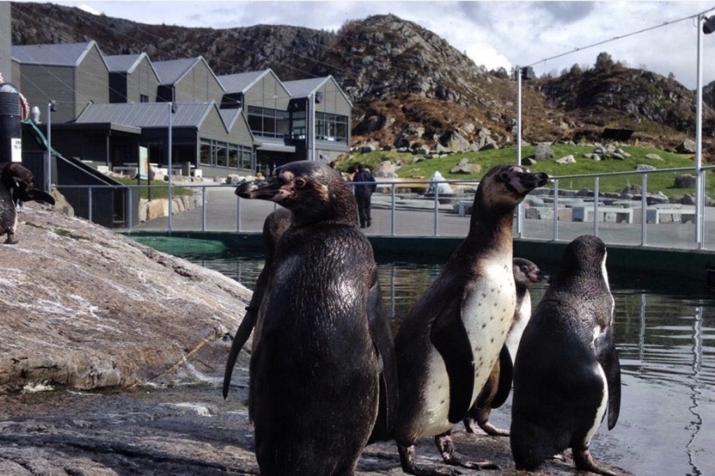 Atlanterhavsparken, aquarium Ålesund