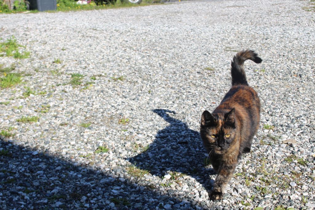 No, we only have one cat, Pisil. She pretty much looks after herself, but still needs someone to open the door for her.