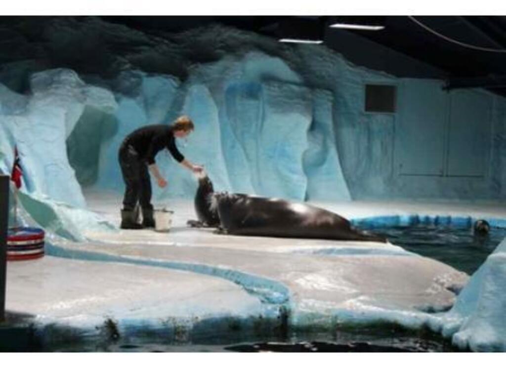 Polaria - the world's northernmost aquarium