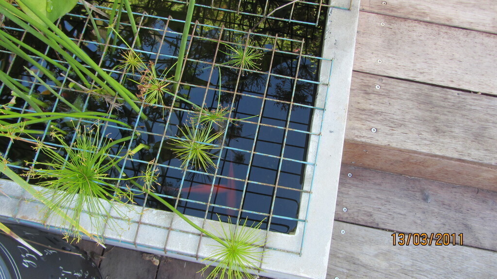 Fish pond