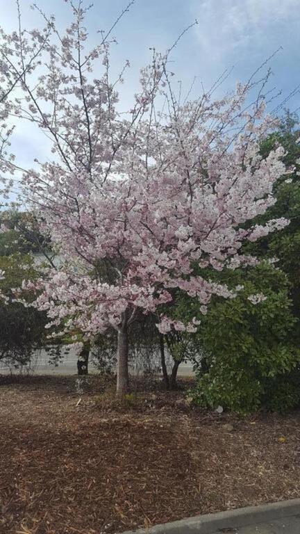 Spring Cherry Blossom, Japanese Gardens