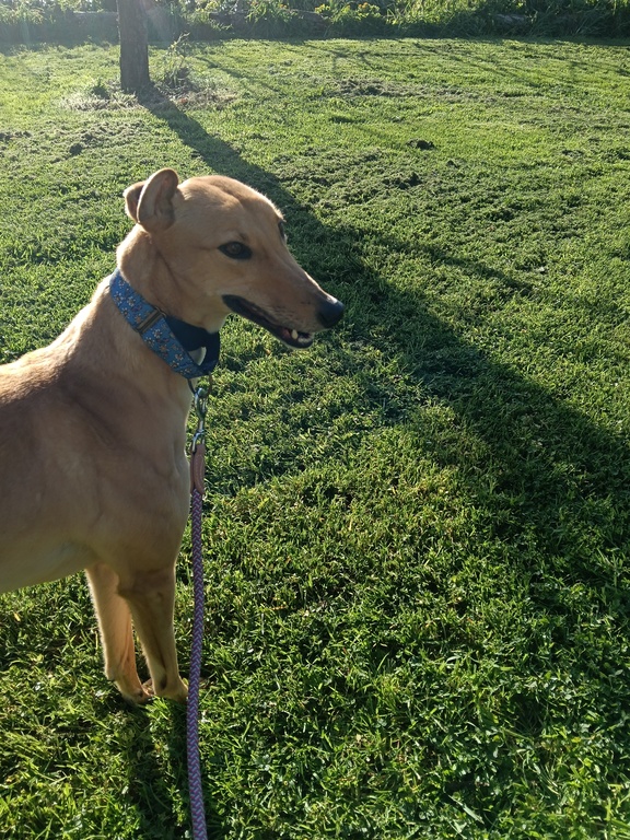 Ginger, my Greyhound dog