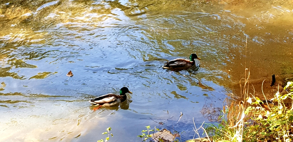 Ducks in the park next door 