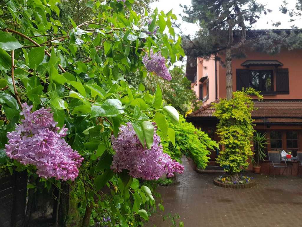 The house view from the park