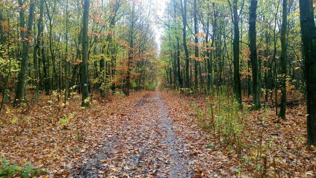 autumn in our forest