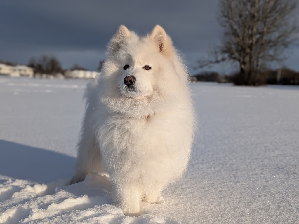 Our friendly dog Paxton