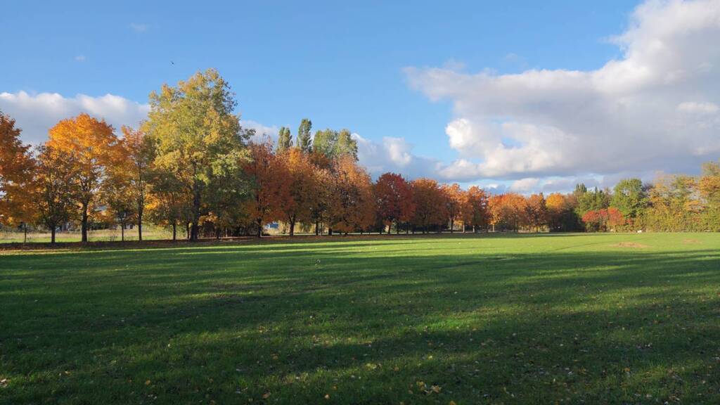 Across the street during autumn