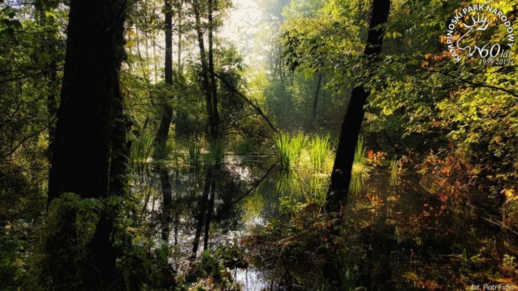 Kampinos National Park 3km from our house