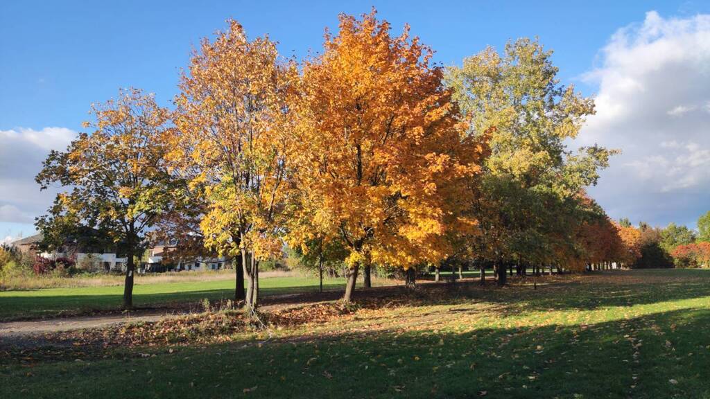 Across the street during autumn