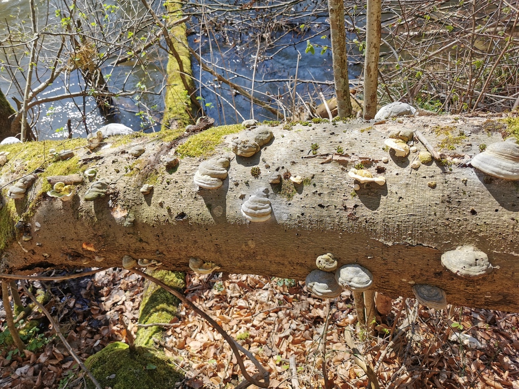 Nature reserve