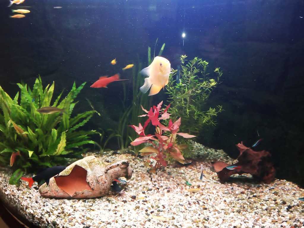 We would like to give a food to our fishes once a two days or once a day if it possible. Very easy. 