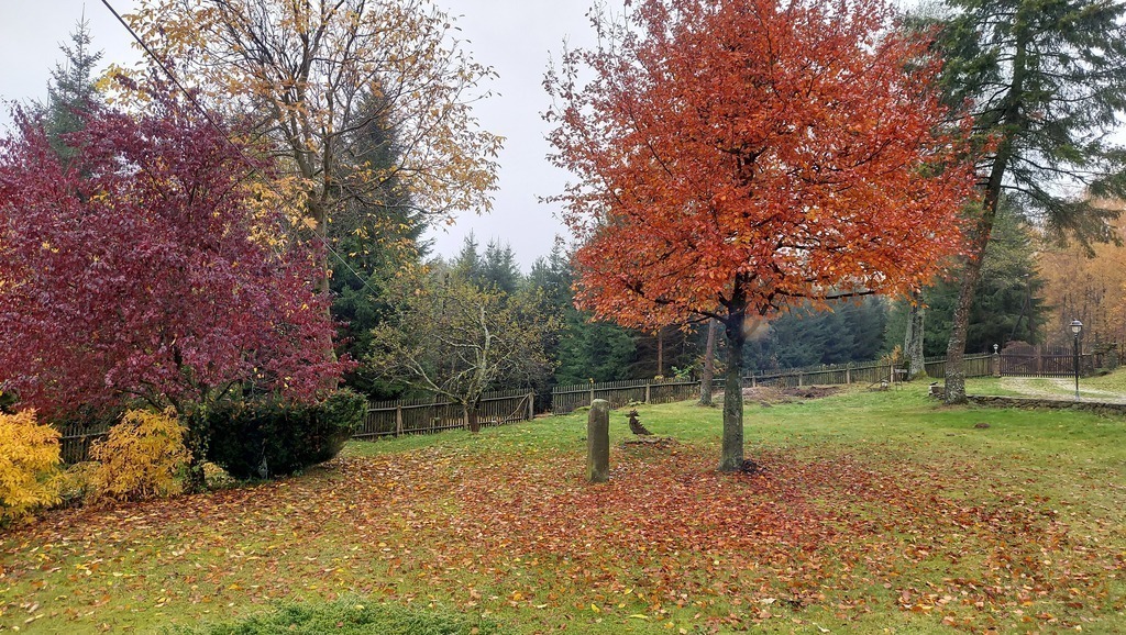 Our garden in Autumn