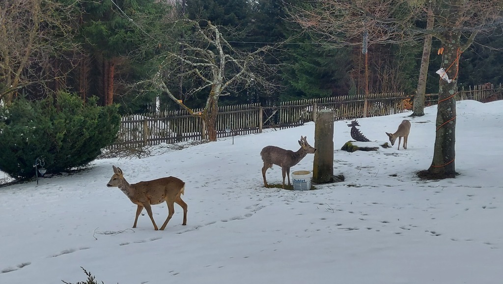 Our garden in Winter