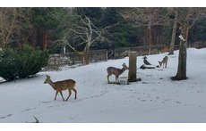 Our garden in Winter