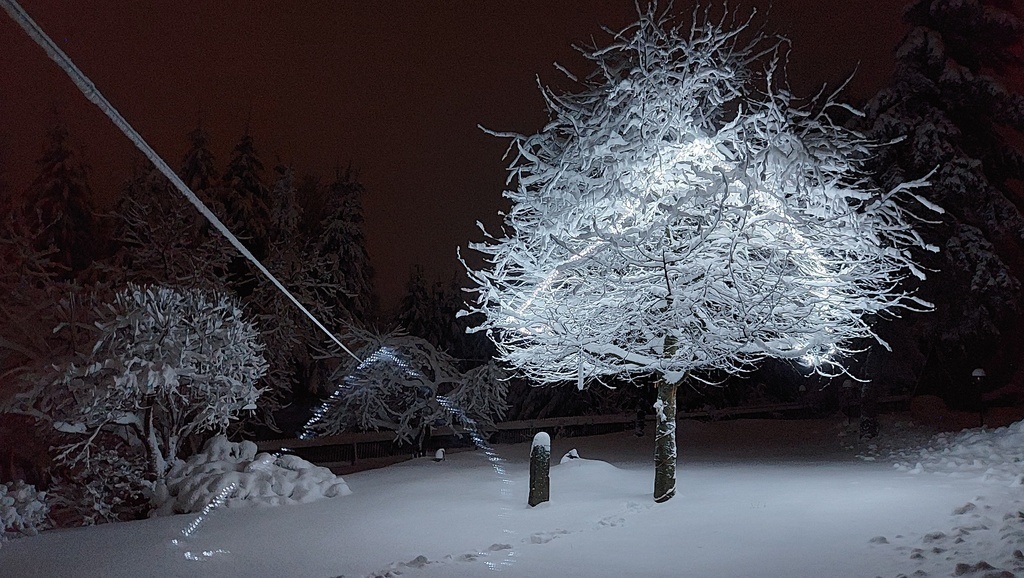 Christmas in our garden