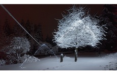 Christmas in our garden