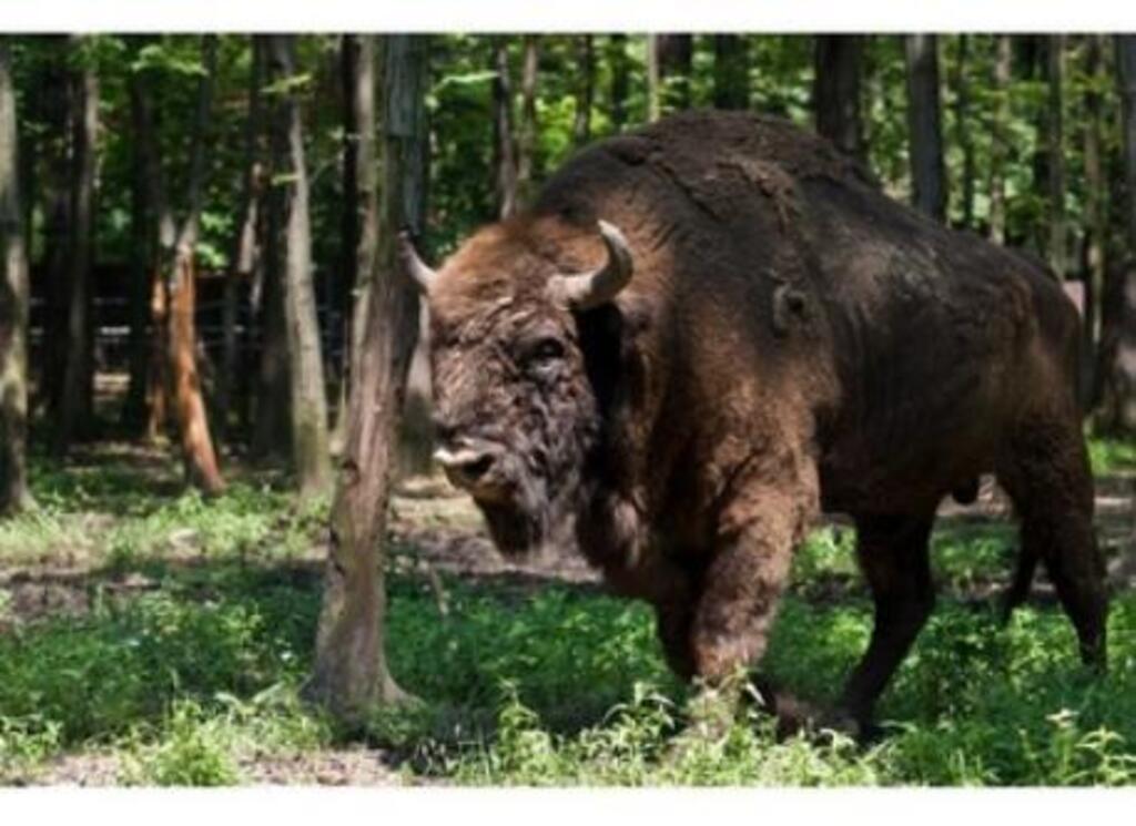 www.zubry.pszczyna.pl      
Bison bonasus
