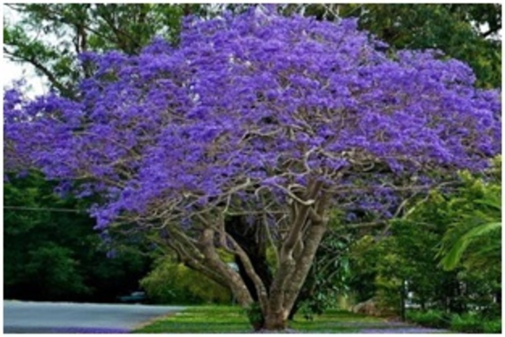 Jacarandas en fleurs