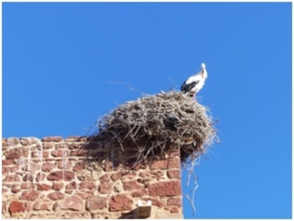 Cigognes sédentaires