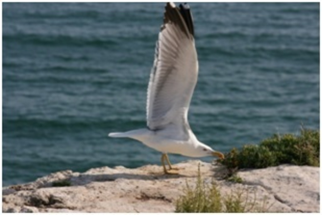 Faune sauvage abondante