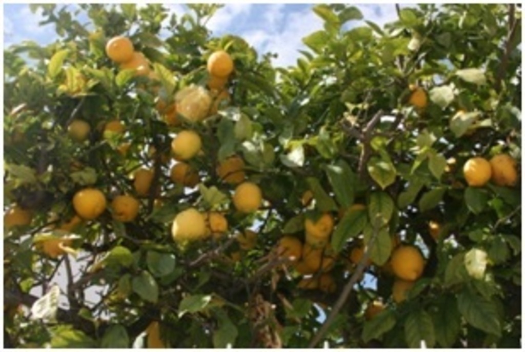 Orangers et citroniers couvrent la campagne