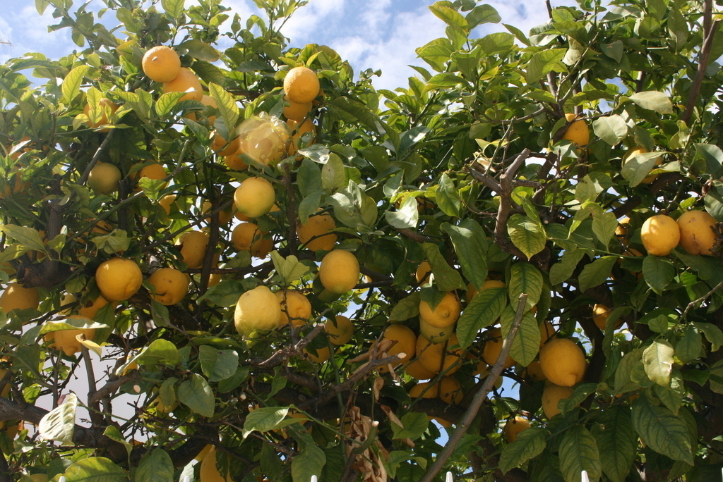Lemon trees