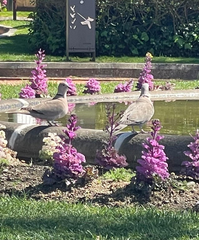 Charmante centrum van Fafe - stadspark