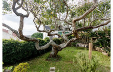 Main Garden's Back