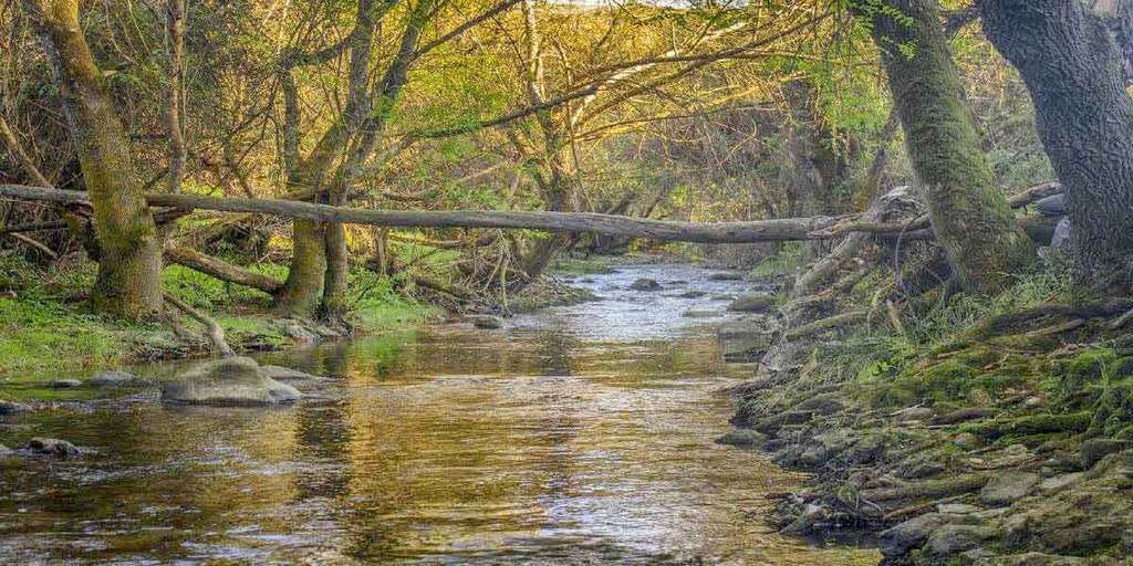 Cabrela Riverside and Wood