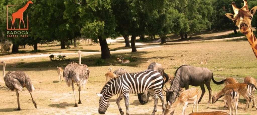 Badoca Safari Park