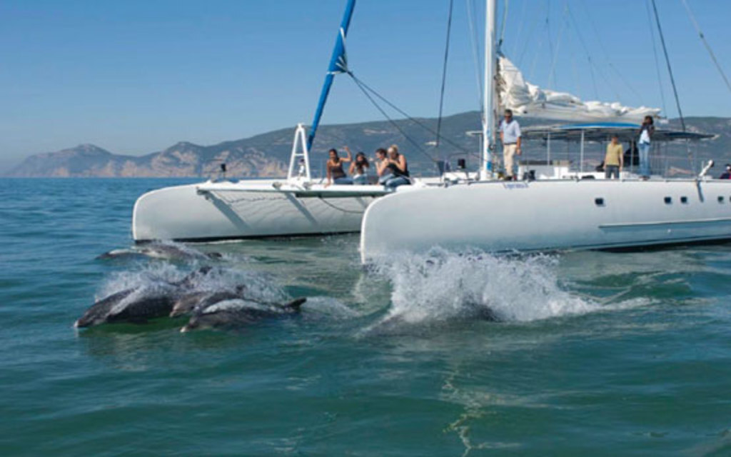 Dolphins @ River Sado (Setúbal)