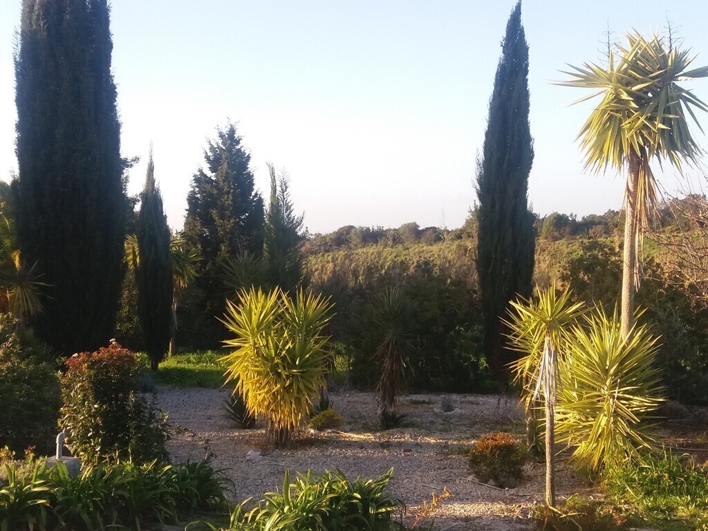 Mediterraner Bewuchs- Mediterranean plants and trees