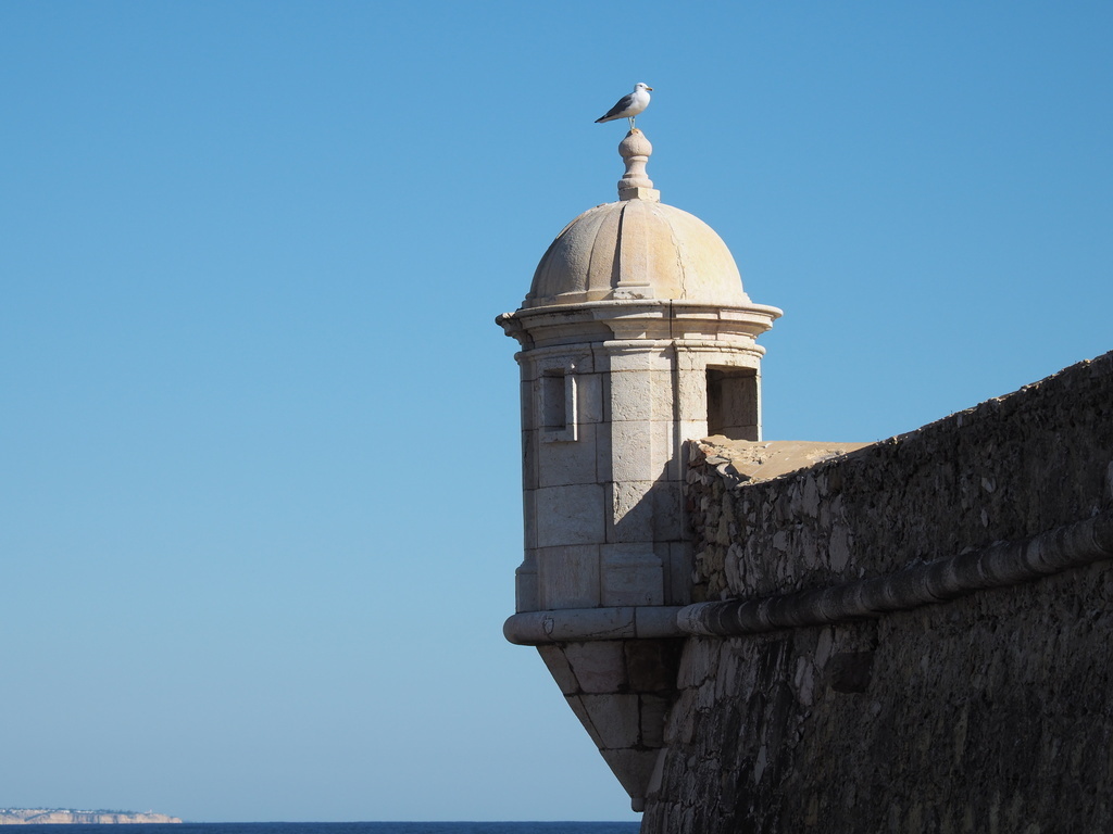Gaivota na fortaleza de Lagos