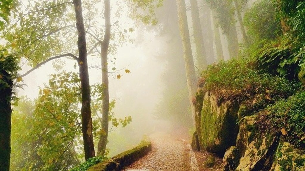 The forest that leads to the Castle of the Moors.