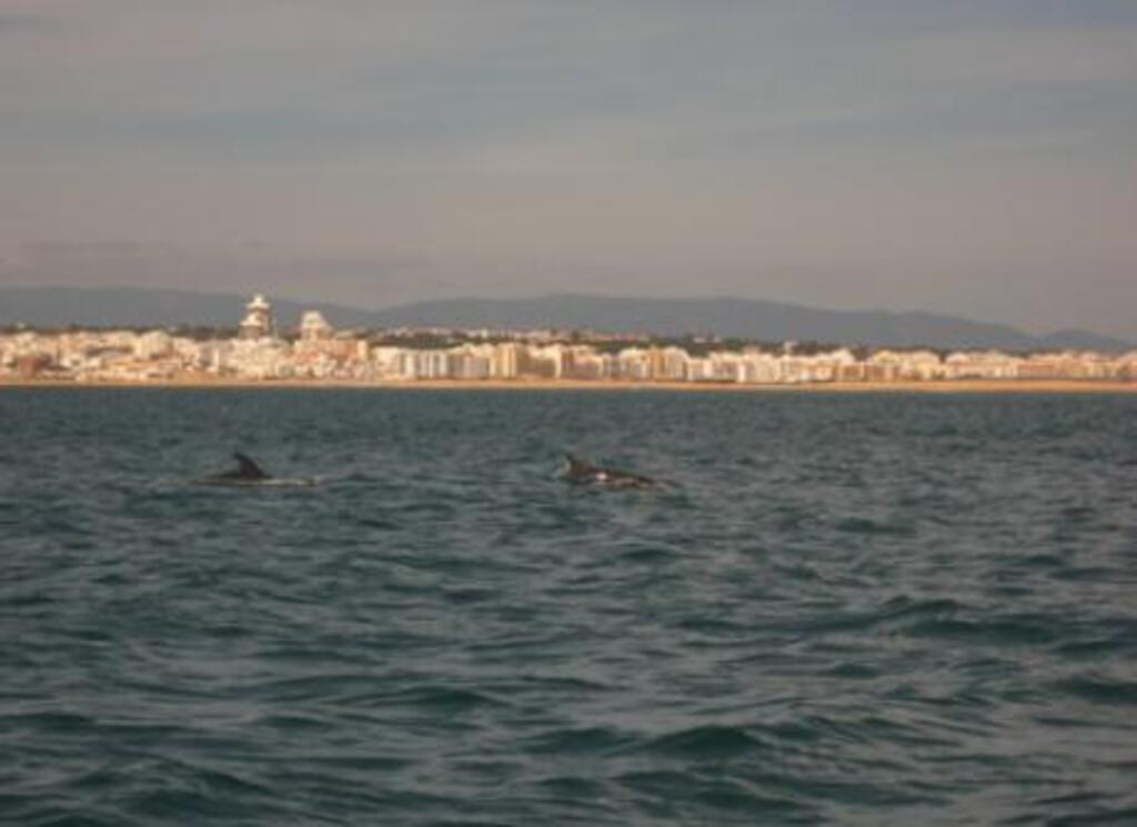 Dolphins in Galé - Albufeira