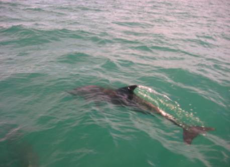 Dolphins in Galé - Albufeira