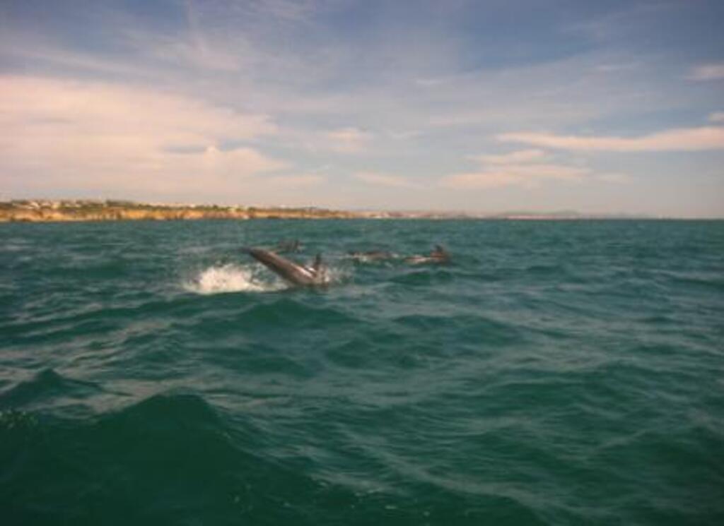 Dolphins in Galé - Albufeira Set.2010