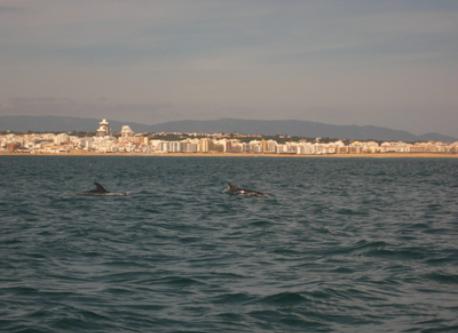 Dolphins in Galé - Albufeira