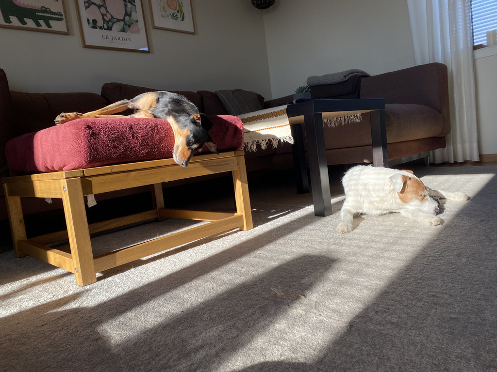 Our dogs in the living room
