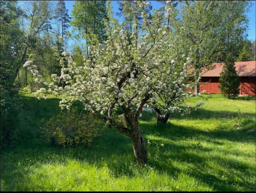 Apple blossoms photo 2