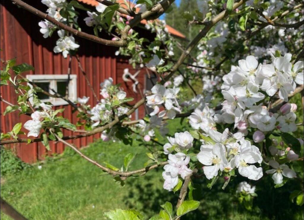 Spring blossoms on our apple trees