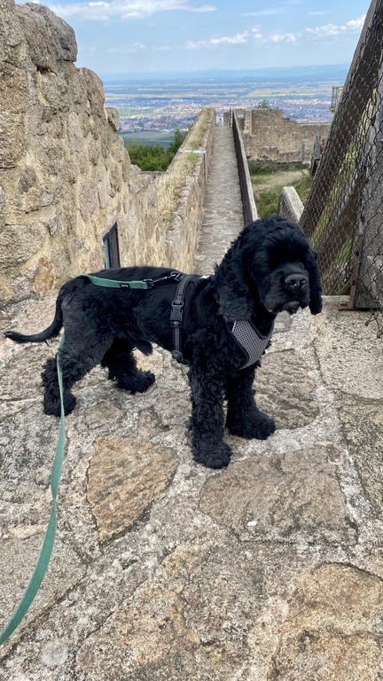 Our dog, Nisse, on vacation in France.