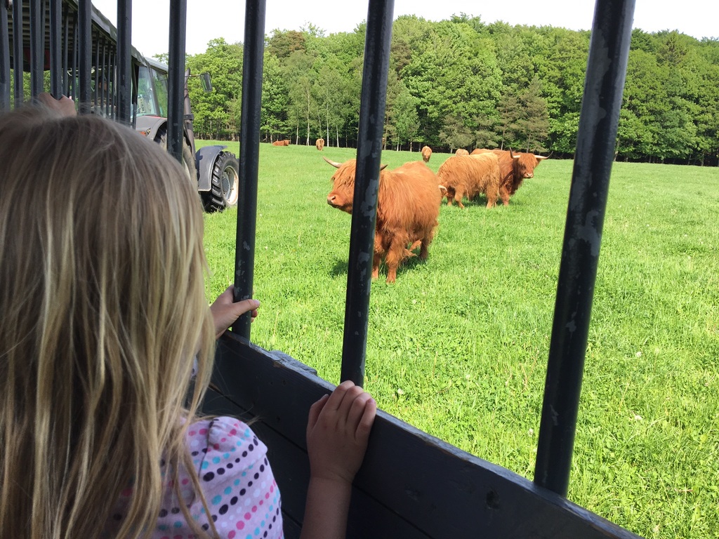 Near Halmstad "sheapfarm", visit this animals by minitrain. 