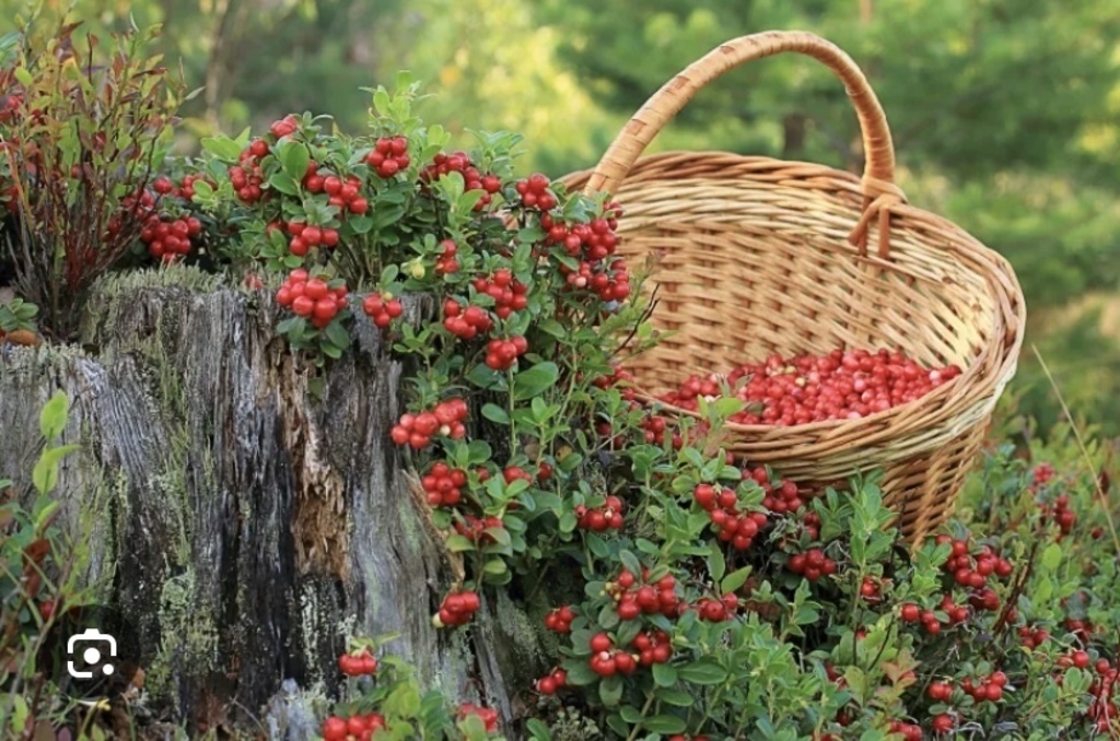 In Sweden, it´s allowed to pick berries and mushrooms in all forest for free