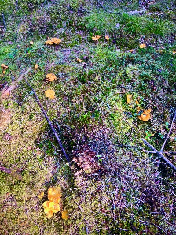 Lots of mushrooms to pick in the forest which is a public area where everyone can visit.