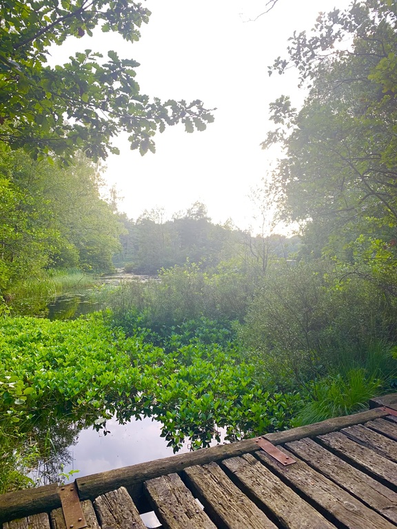 Lake Tofta which is 15 minutes drive from us to swim in or take a walk around the lake.