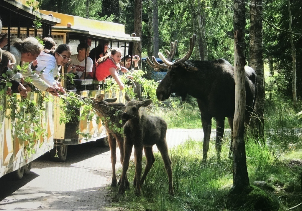 Don't miss the popular moose safari which is only a few miles from Halmstad. You can do the safari by car or with the mini train