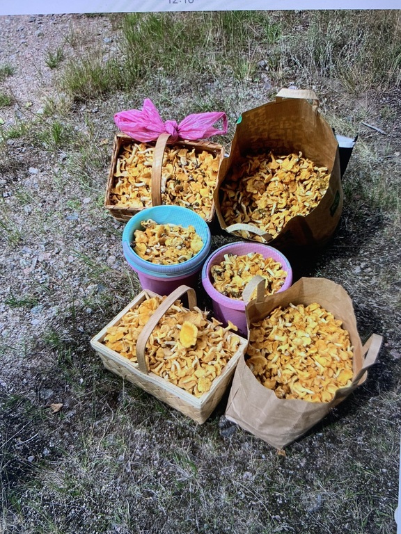 Public and free nature for everyone to use, hiking, camping. Here is the days mushroom we found.