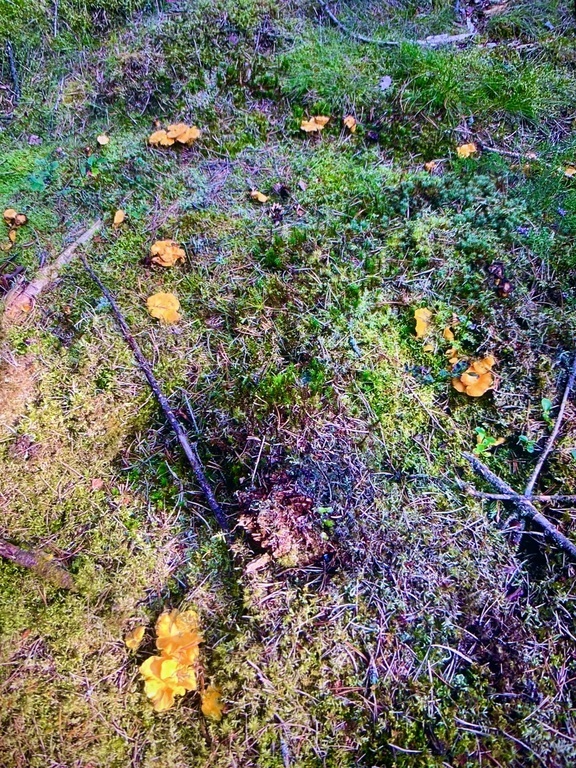 Lots of mushrooms to pick in the forest which is a public area where everyone can visit.