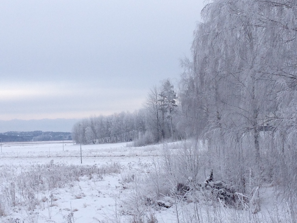 Winterpicture- the forest nextdoor